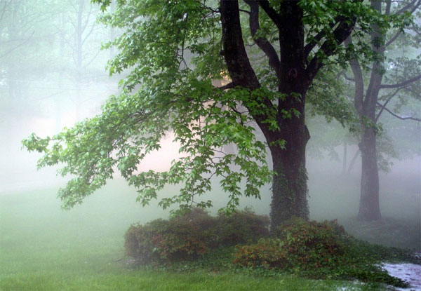 Zen tree in foggy mist